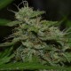 Auto Critical XXL feminised Ganja Seeds - 777 насінин