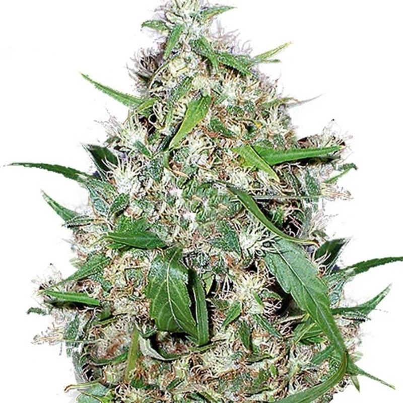 Auto Critical XXL feminised Ganja Seeds - 777 насінин
