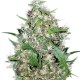 Auto Critical XXL feminised Ganja Seeds - 777 насінин