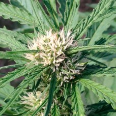 Auto Somango regular Ganja Seeds