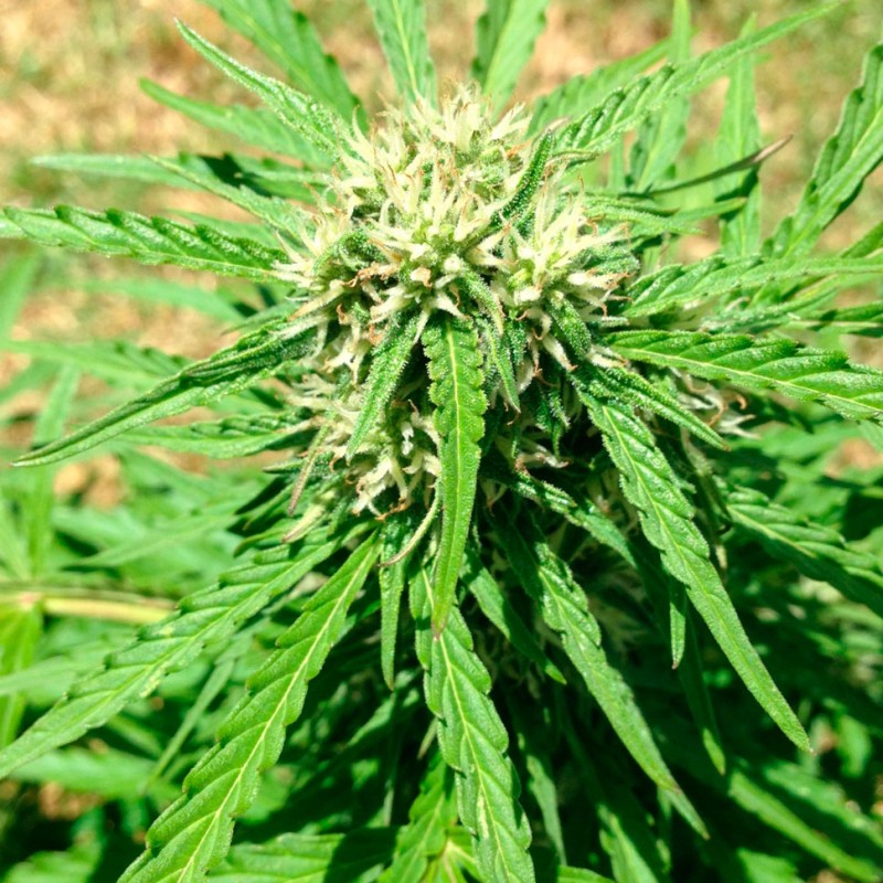 Auto Somango regular Ganja Seeds