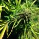 Auto Somango regular Ganja Seeds