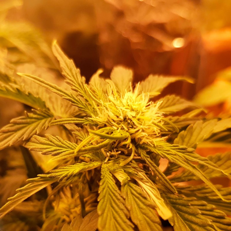 Auto Somango regular Ganja Seeds