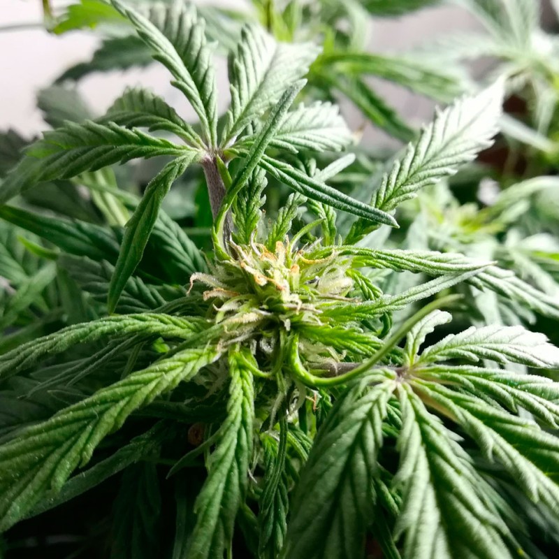 Auto Somango regular Ganja Seeds