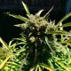 Auto Somango regular Ganja Seeds