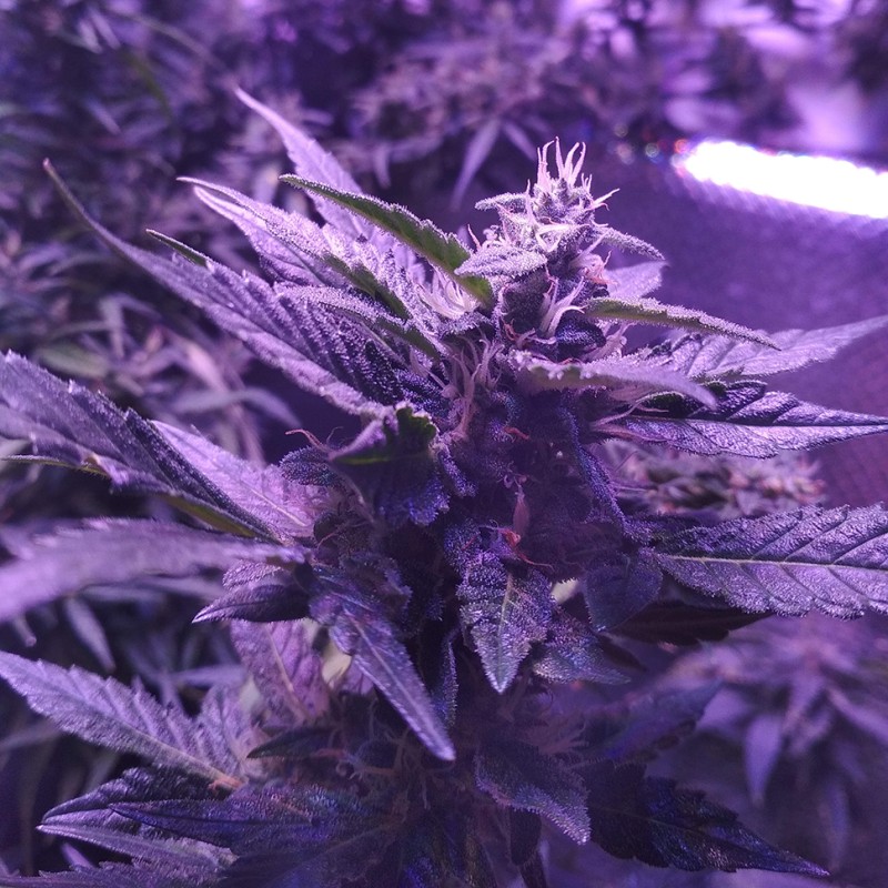 Auto AK 49 feminised Ganja Seeds