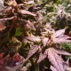 Auto AK 49 feminised Ganja Seeds