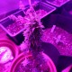 Auto AK 49 feminised Ganja Seeds