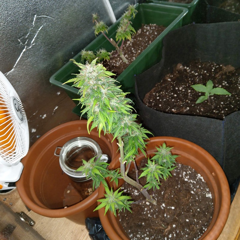 Auto AK 49 feminised Ganja Seeds