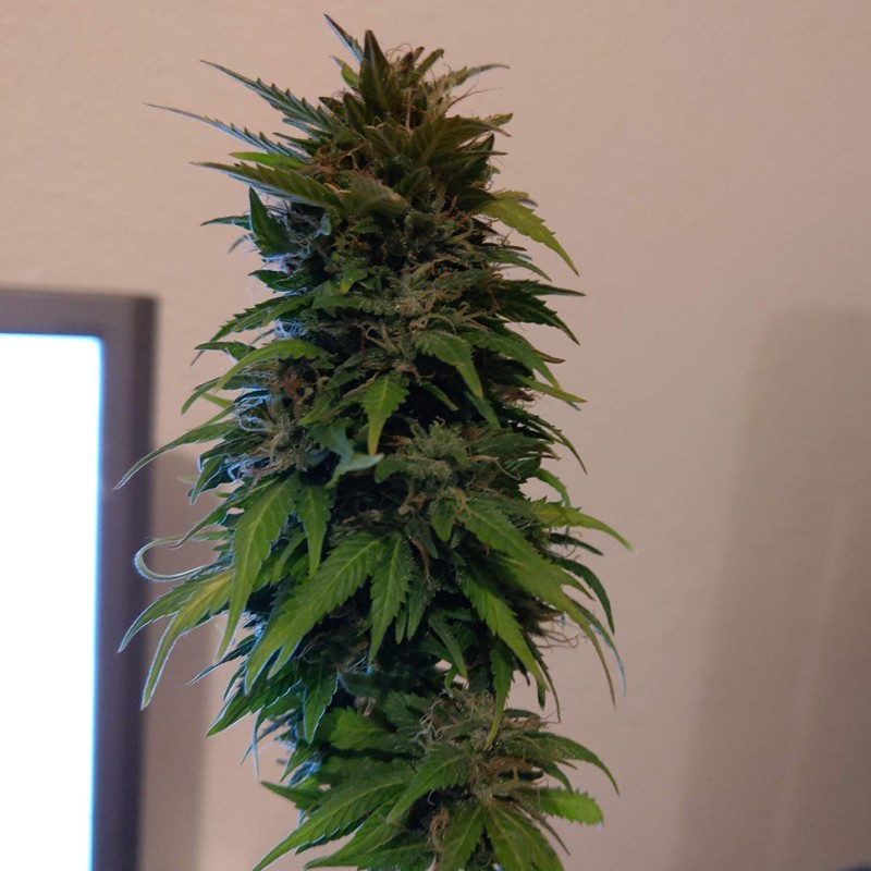 Auto AK 49 feminised Ganja Seeds