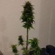 Auto AK 49 feminised Ganja Seeds
