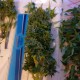 Auto AK 49 feminised Ganja Seeds