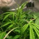 Auto AK 49 feminised Ganja Seeds