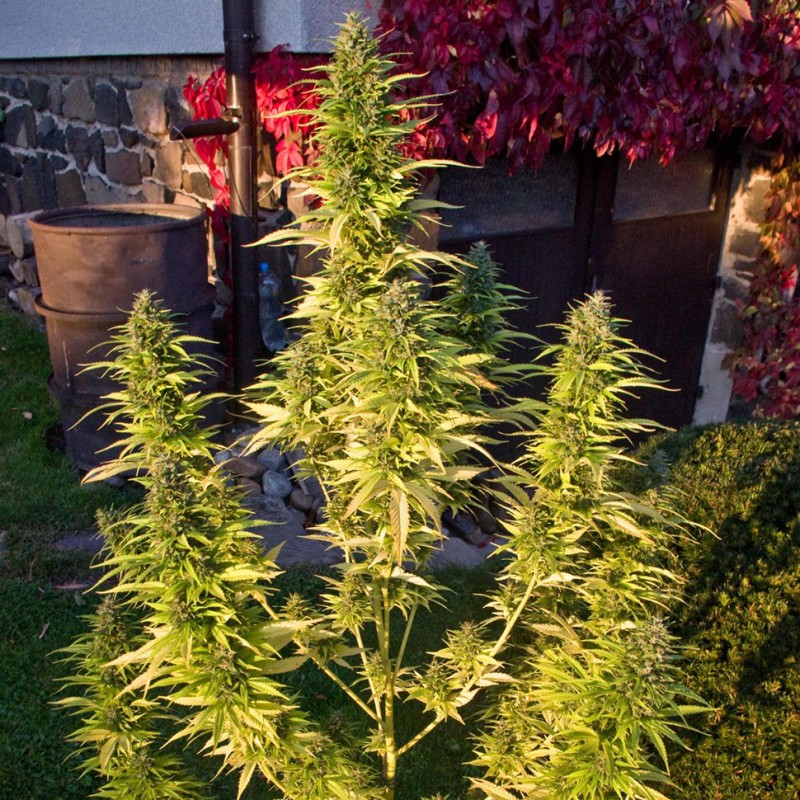 Orange Bud feminised GanjaLiveSeeds