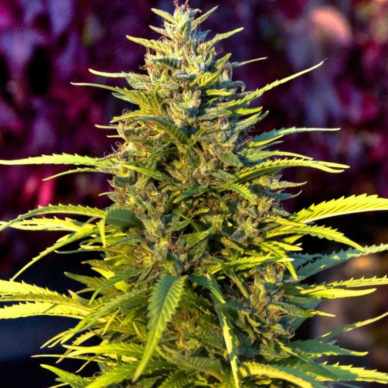 Orange Bud feminised GanjaLiveSeeds