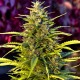 Orange Bud feminised GanjaLiveSeeds