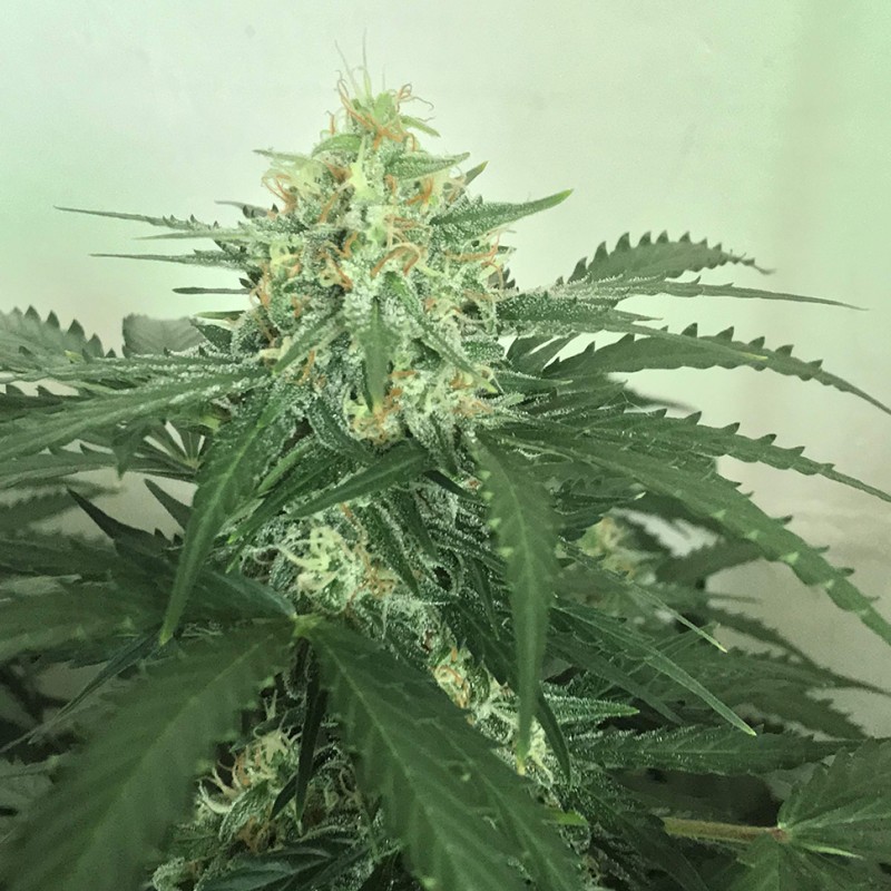 Auto Super Skunk feminised Victory Seeds - 5 насінин