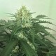 Auto Super Skunk feminised Victory Seeds - 5 насінин