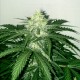 Auto Super Skunk feminised Victory Seeds - 5 насінин