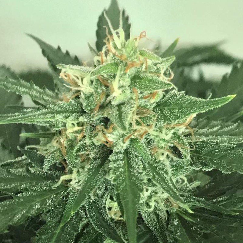 Auto Super Skunk feminised Victory Seeds - 5 насінин