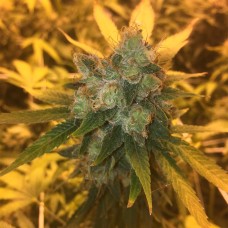 Sage n Sour feminised GanjaLiveSeeds
