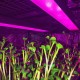 Фитосветильник Орион 22 Вт