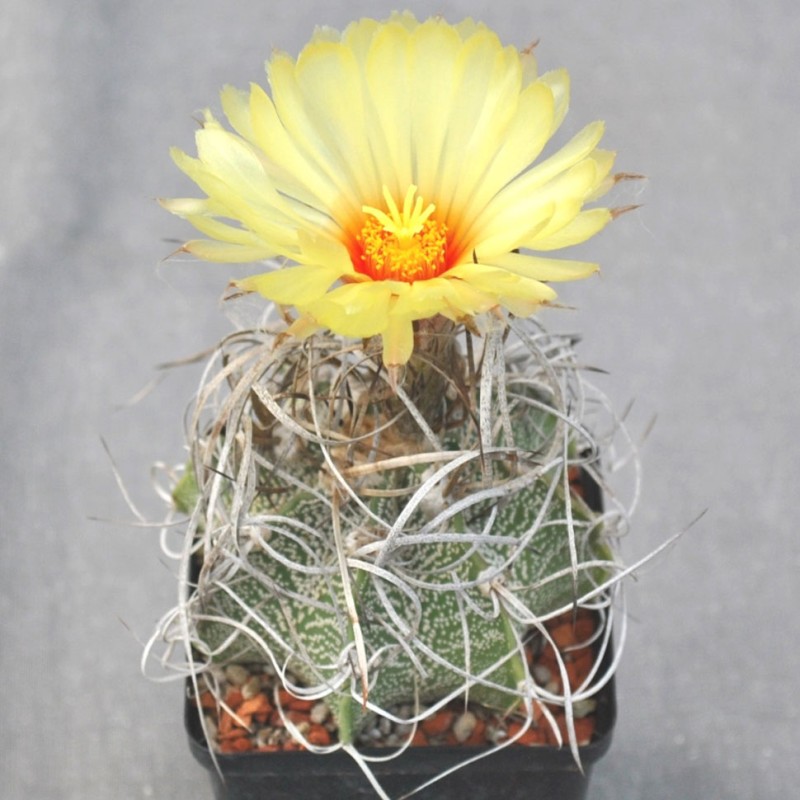 Astrophytum capricorne v. major x