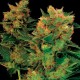 Hash Plant feminised Ganja Seeds
