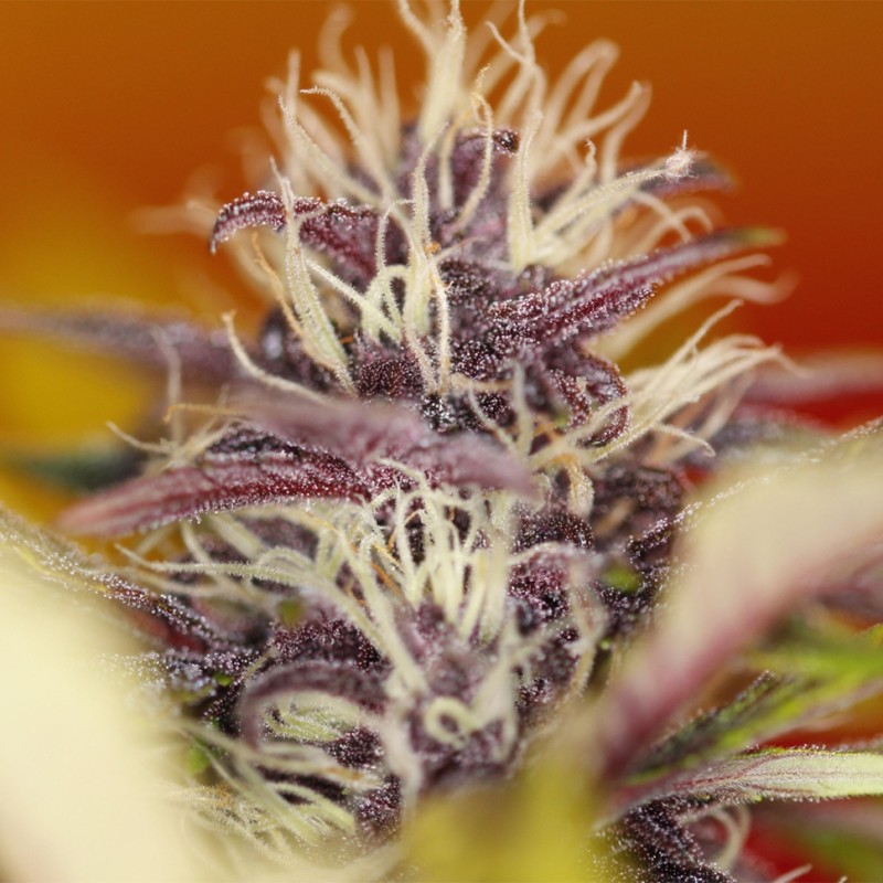 Auto Dark Purple feminised Ganja Seeds