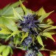 Auto Dark Purple feminised Ganja Seeds