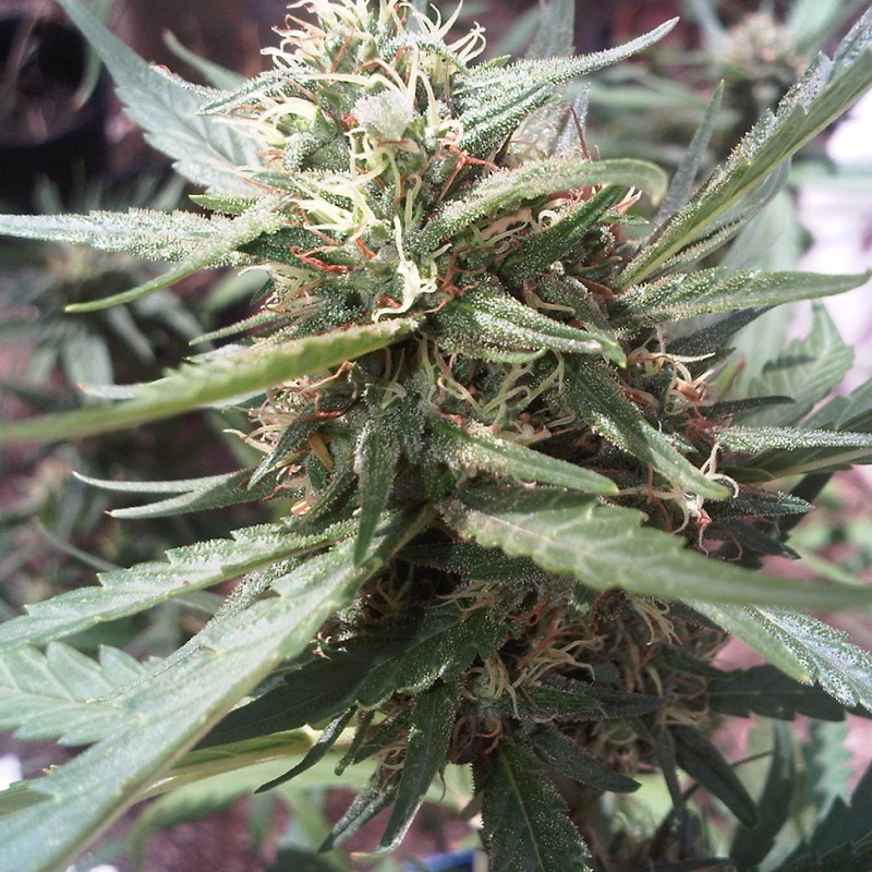 Passion #1 feminised Ganja Seeds