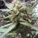 Passion #1 feminised Ganja Seeds