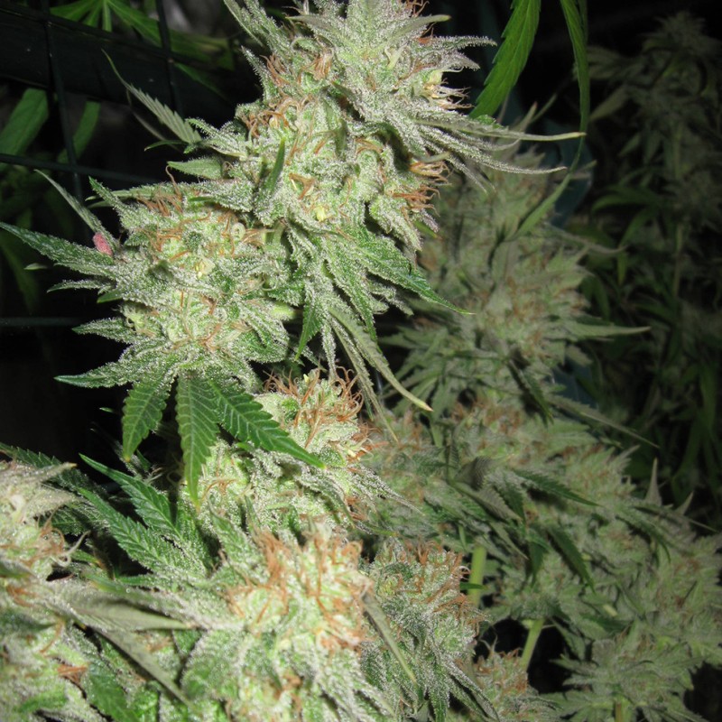 G13 Skunk feminised Ganja Seeds - 2 насінини