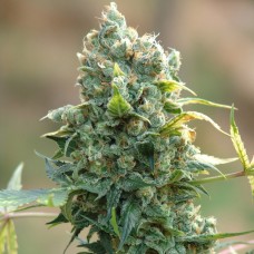 Sharkbite feminised Ganja Seeds