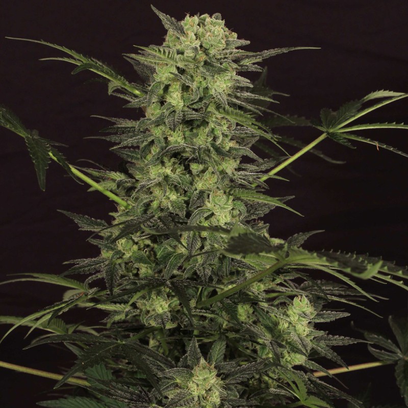 Auto Ultra Power Plant feminised Victory Seeds - 5 насінин