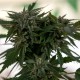 Sour Mango feminised GanjaLiveSeeds