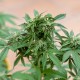 Sour Mango feminised GanjaLiveSeeds