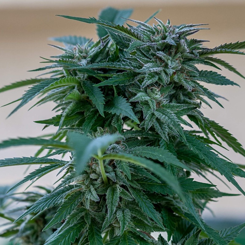 Sour Mango feminised GanjaLiveSeeds