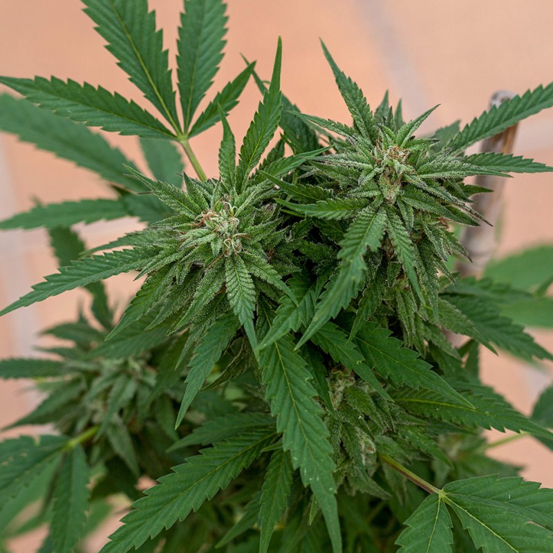 Sour Mango feminised GanjaLiveSeeds