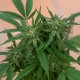 Sour Mango feminised GanjaLiveSeeds