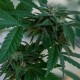 Sour Mango feminised GanjaLiveSeeds