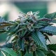 Sour Mango feminised GanjaLiveSeeds