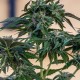 Sour Mango feminised GanjaLiveSeeds