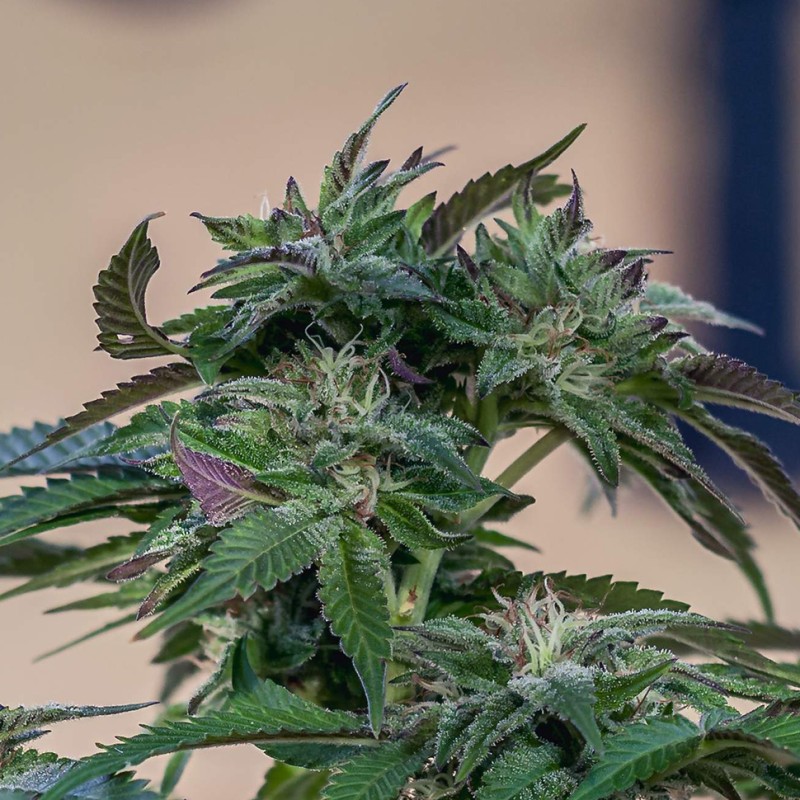 Sour Mango feminised GanjaLiveSeeds