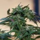 Sour Mango feminised GanjaLiveSeeds