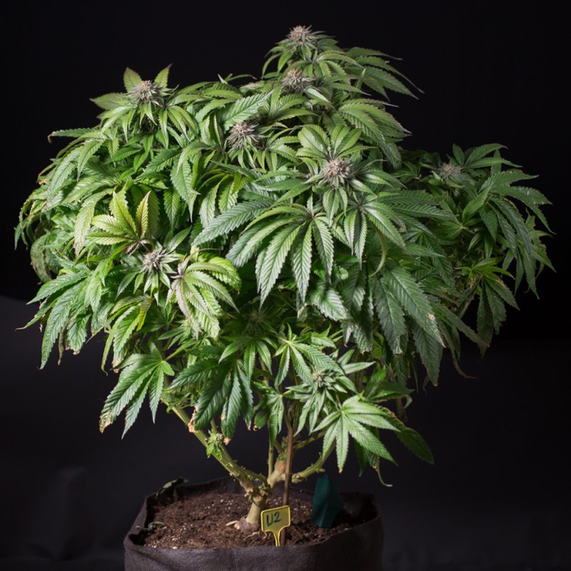 Sour Mango feminised GanjaLiveSeeds