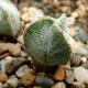 Astrophytum myriostigma v. tricostatum cv. Bohumil Schutz