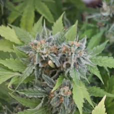 Vertigo feminised GanjaLiveSeeds