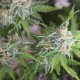 Vertigo feminised GanjaLiveSeeds