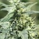 Auto Dedoverde Haze feminised Ganja Seeds